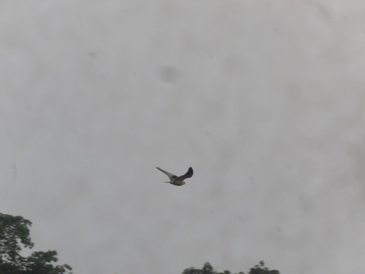 Black-winged Kite - ML616723740