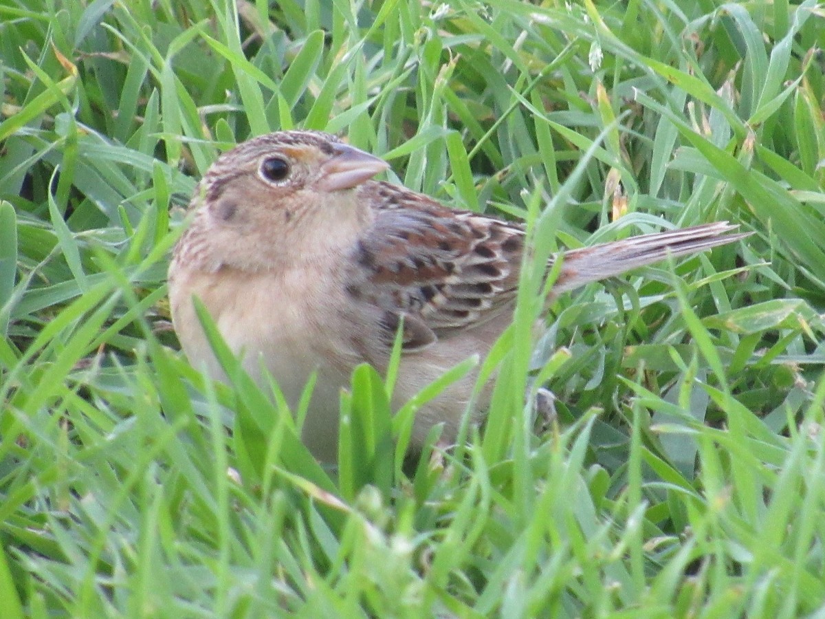 Grasshopper Sparrow - ML616723750