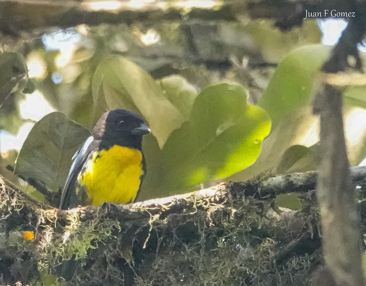 Black-and-gold Tanager - ML616723842