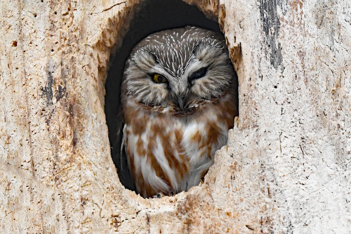 Northern Saw-whet Owl - ML616723879