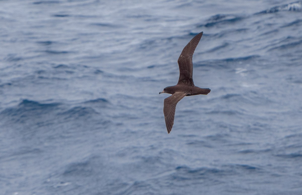 Flesh-footed Shearwater - ML616723917