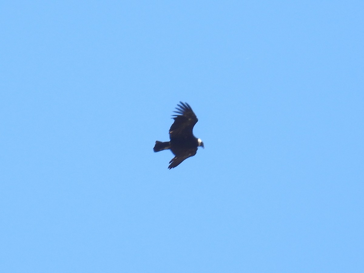 Condor des Andes - ML616724019