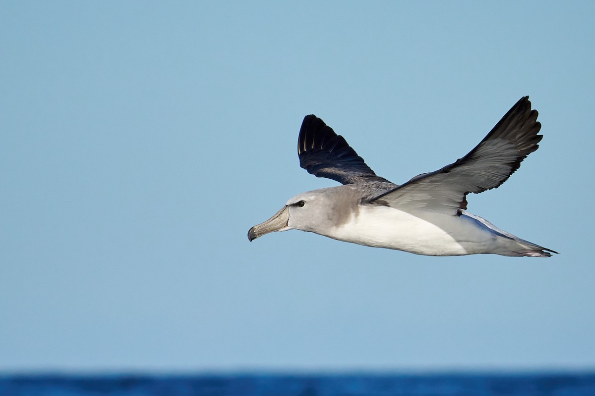 Salvin's Albatross - ML616724070