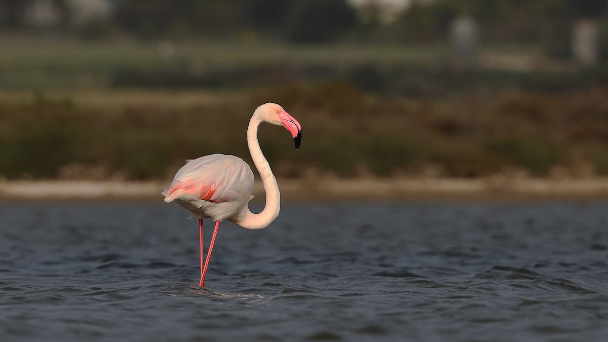 Greater Flamingo - ML616724089