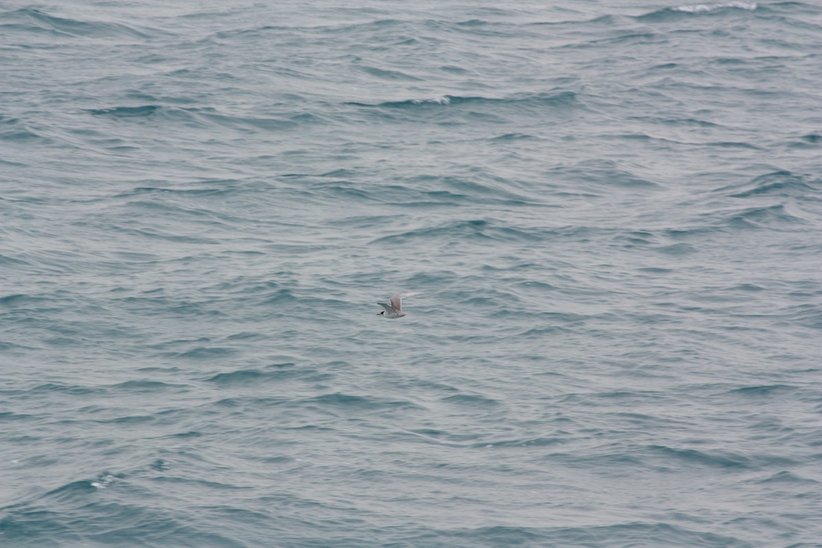 Weißwangen-Seeschwalbe - ML616724132