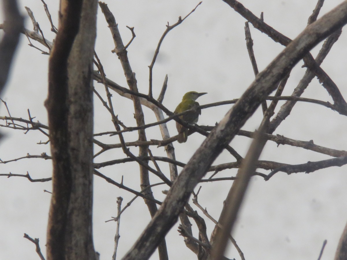 Indian Golden Oriole - ML616724162