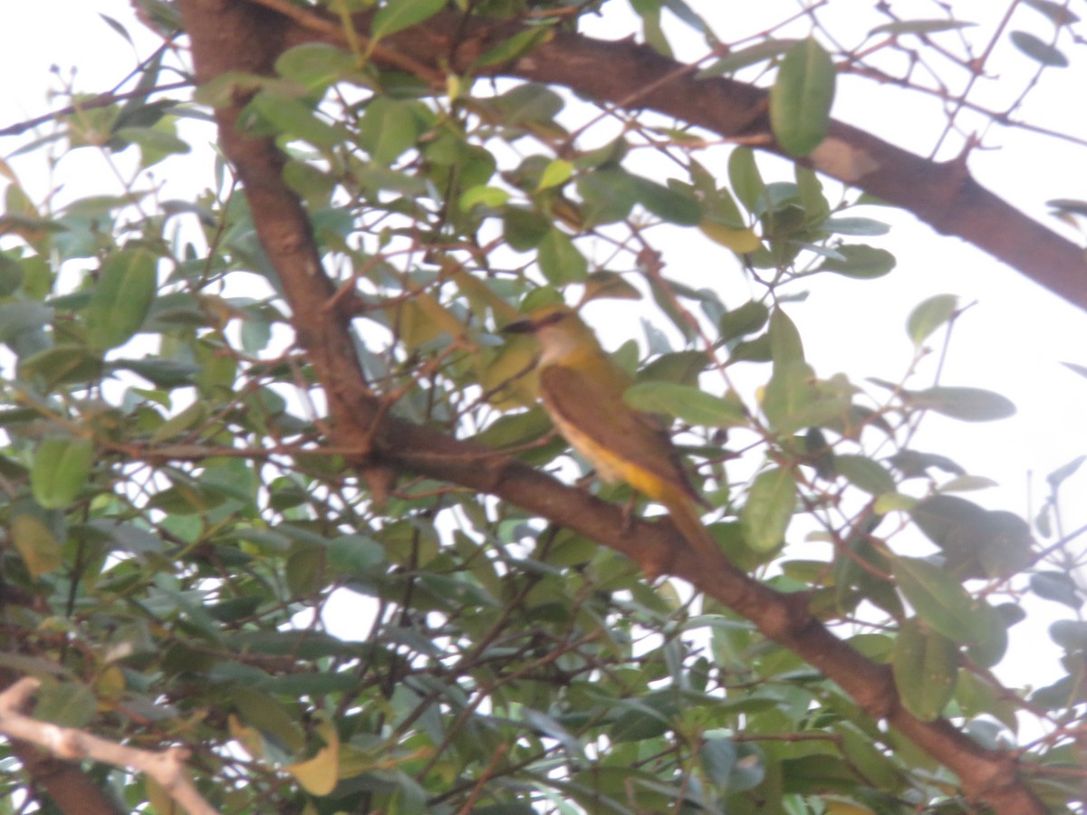 Indian Golden Oriole - ML616724163