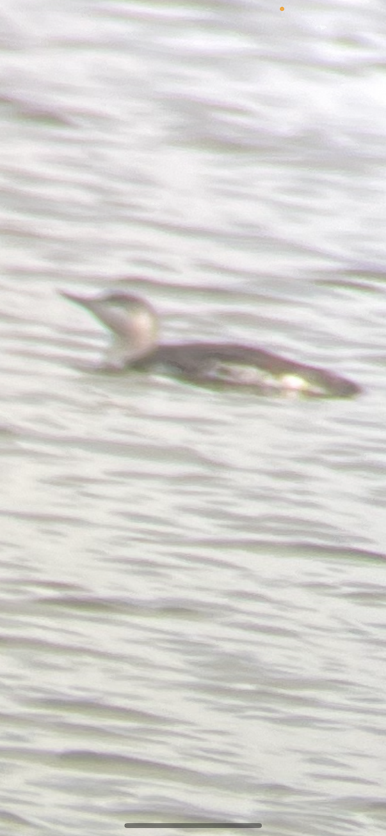 Red-throated Loon - Crystal Noble