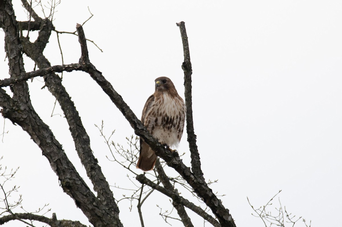 Red-tailed Hawk (borealis) - ML616724319