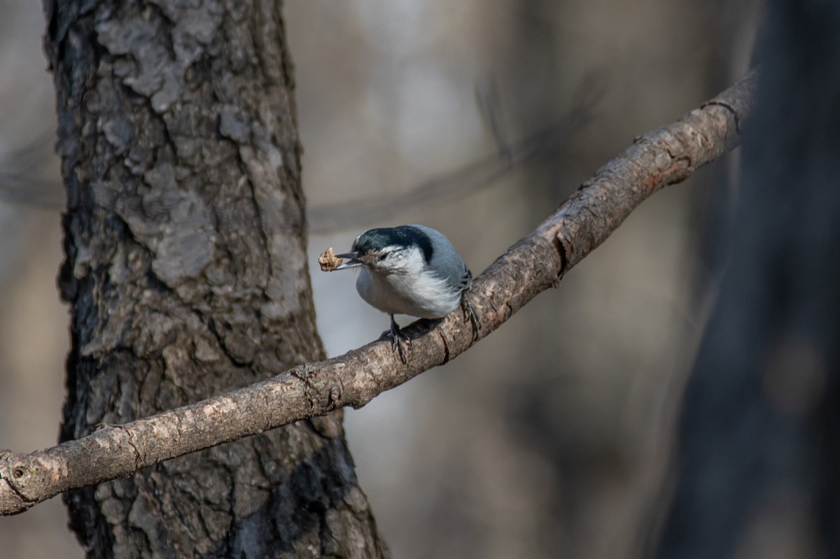 White-breasted Nuthatch - ML616724328