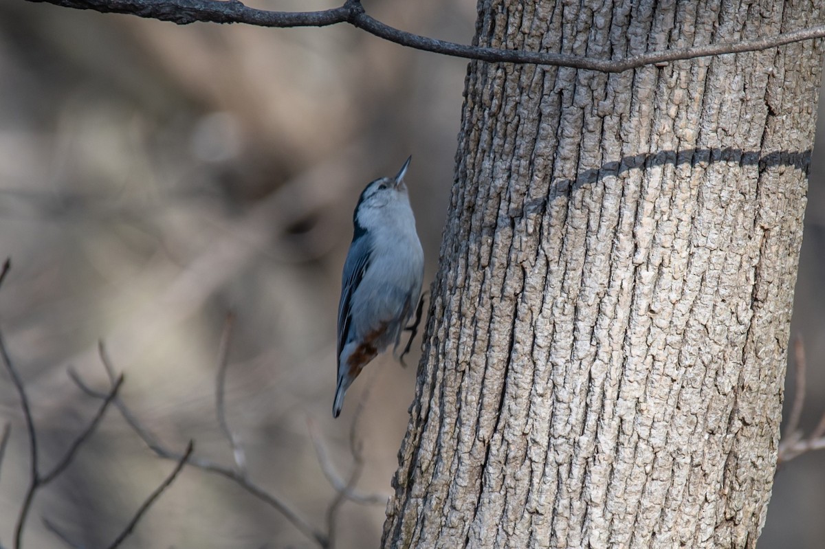 White-breasted Nuthatch - ML616724329