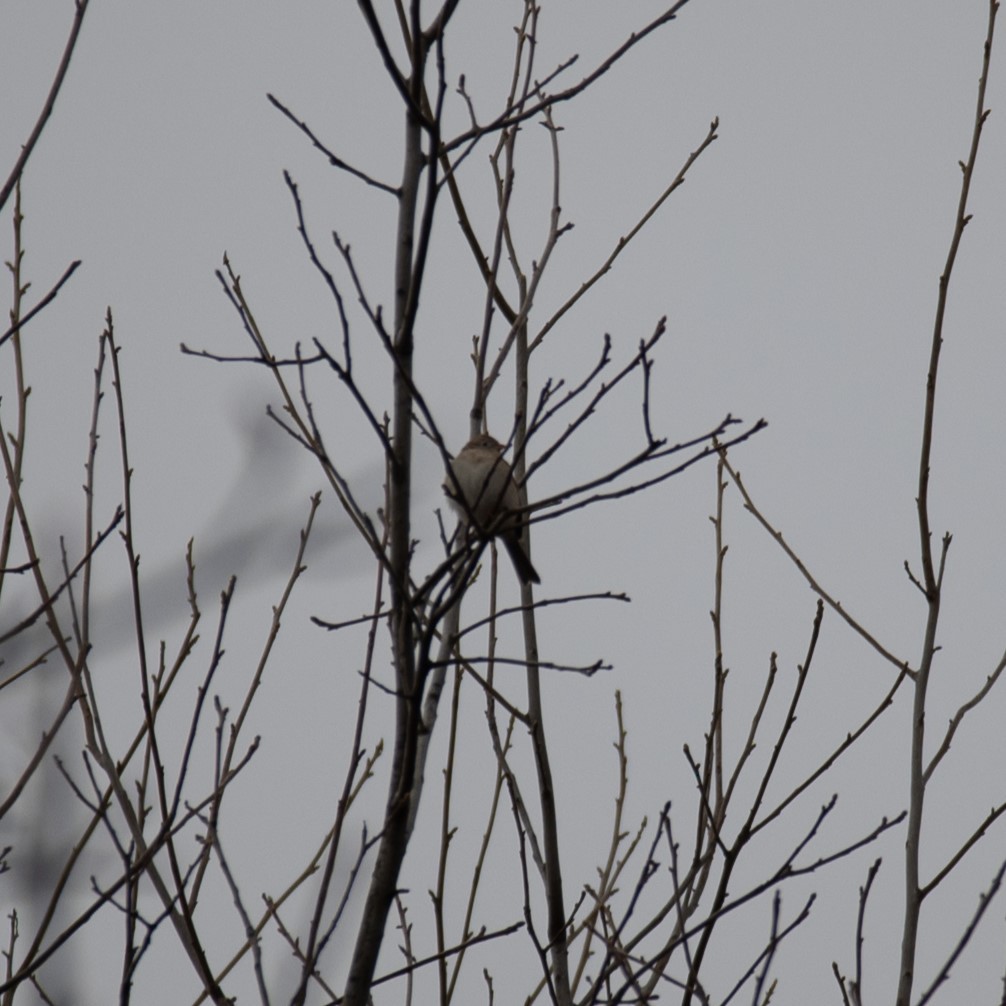 Field Sparrow - ML616724343