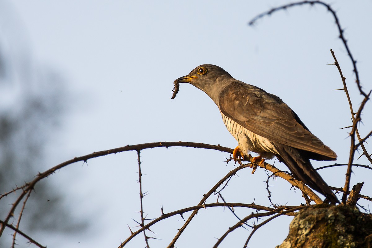 Common Cuckoo - ML616724395