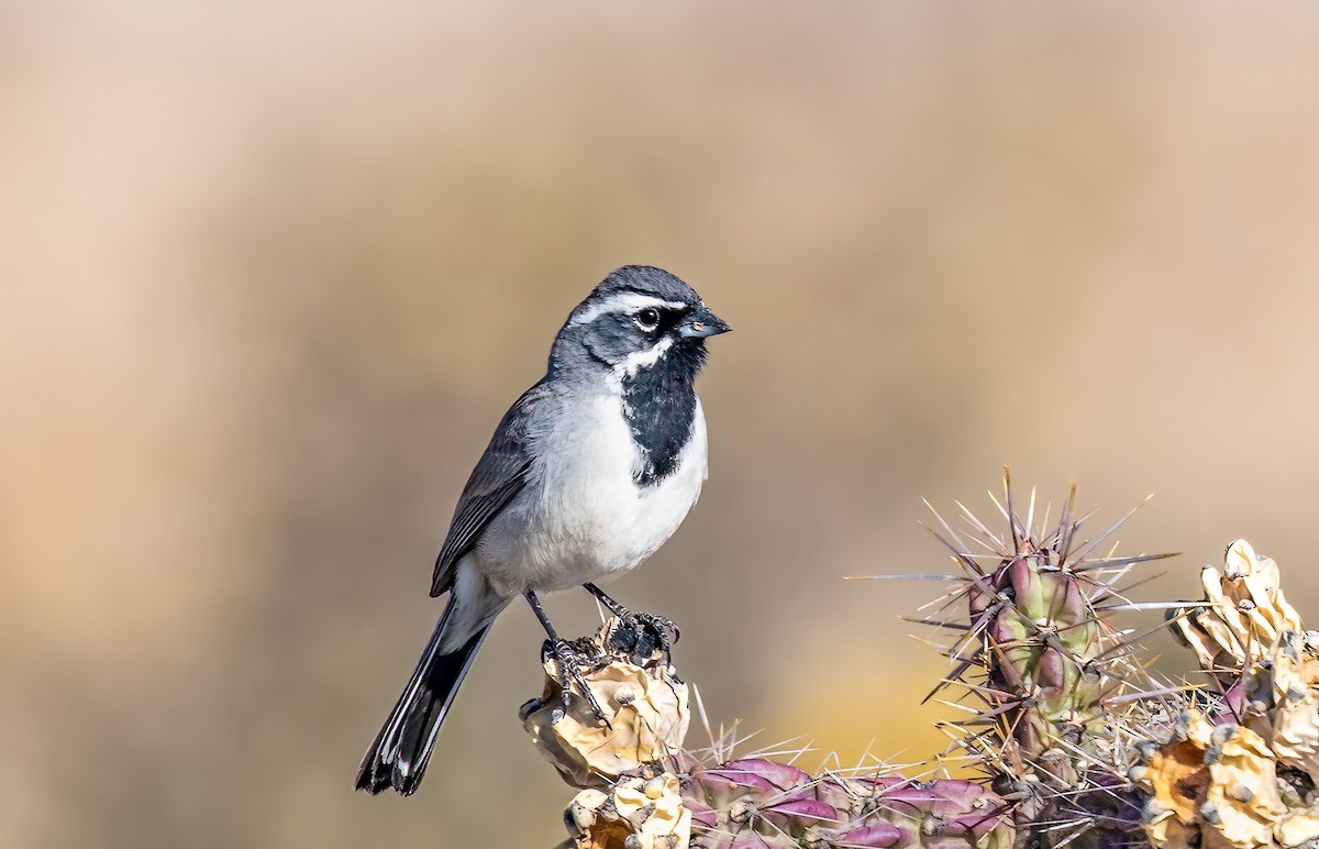 Black-throated Sparrow - ML616724407