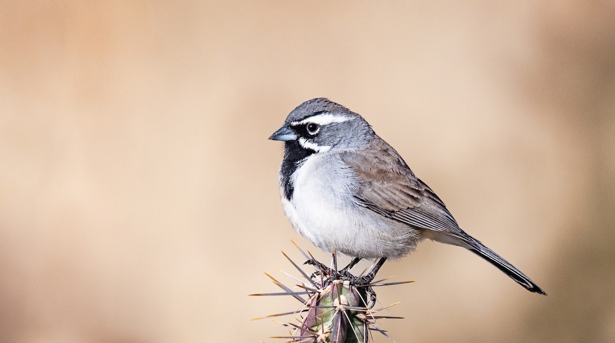 Black-throated Sparrow - Jim Merritt