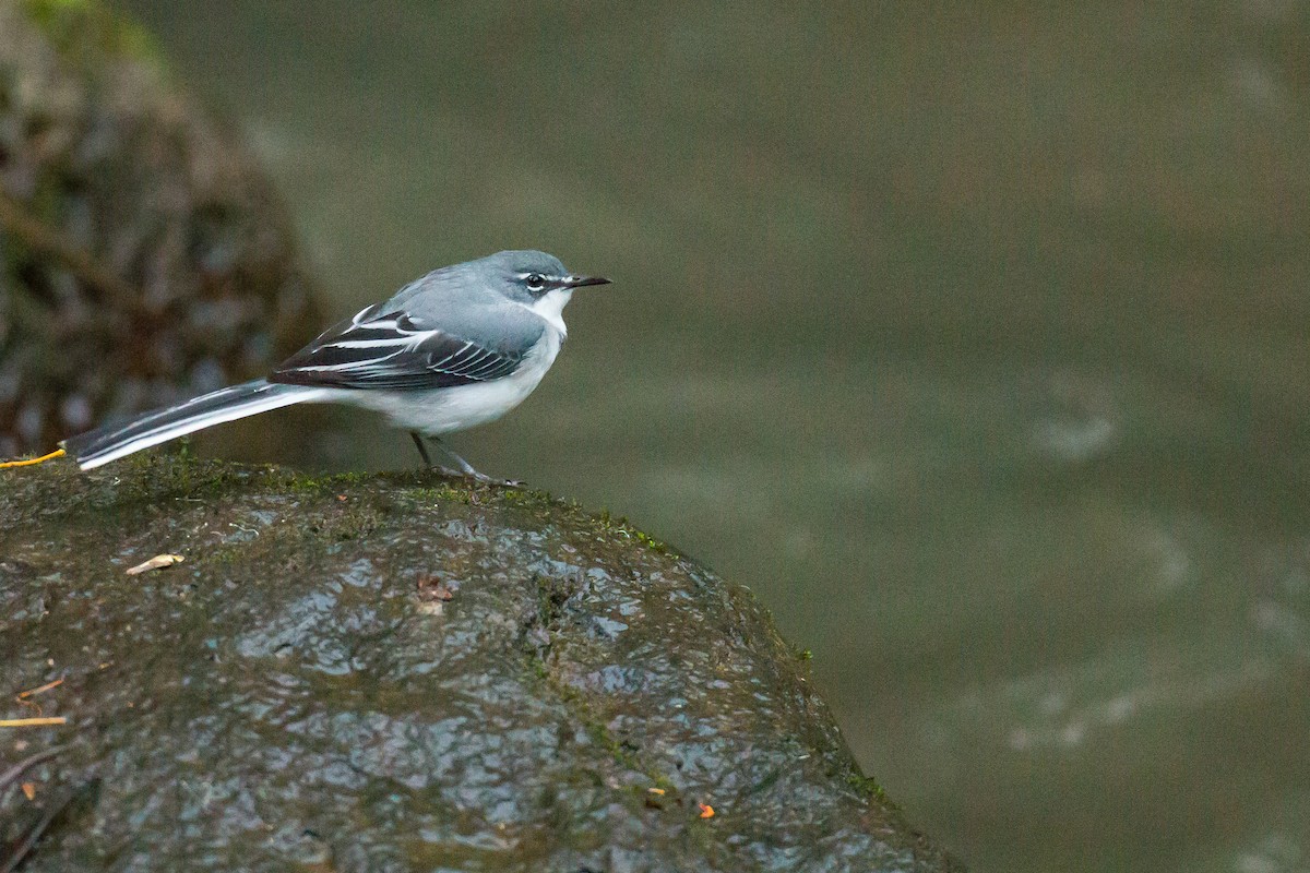 Mountain Wagtail - Anonymous