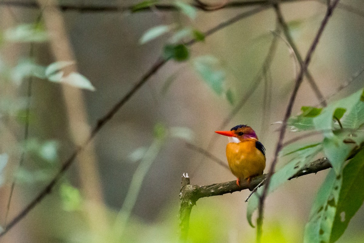 African Pygmy Kingfisher - Anonymous