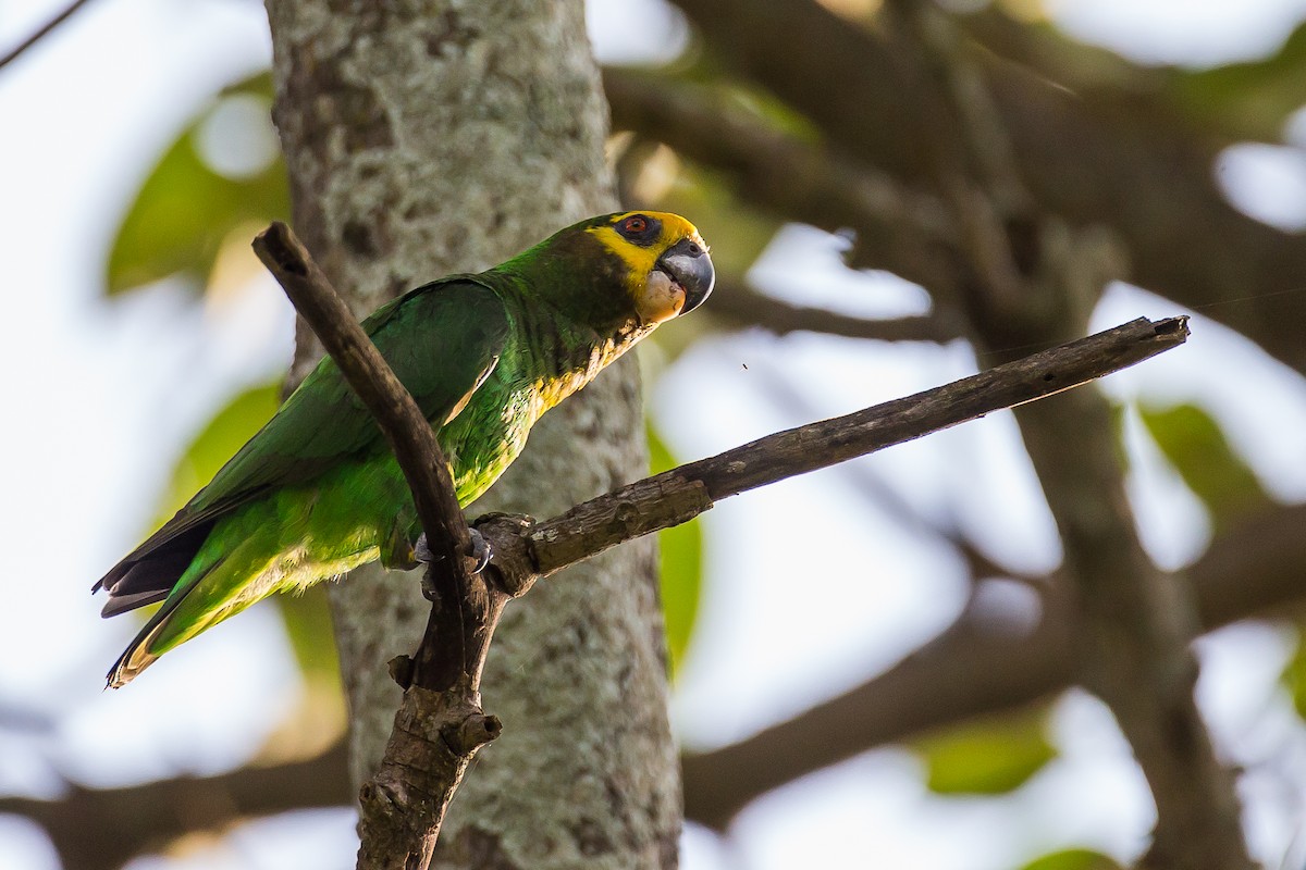 Yellow-fronted Parrot - ML616724538