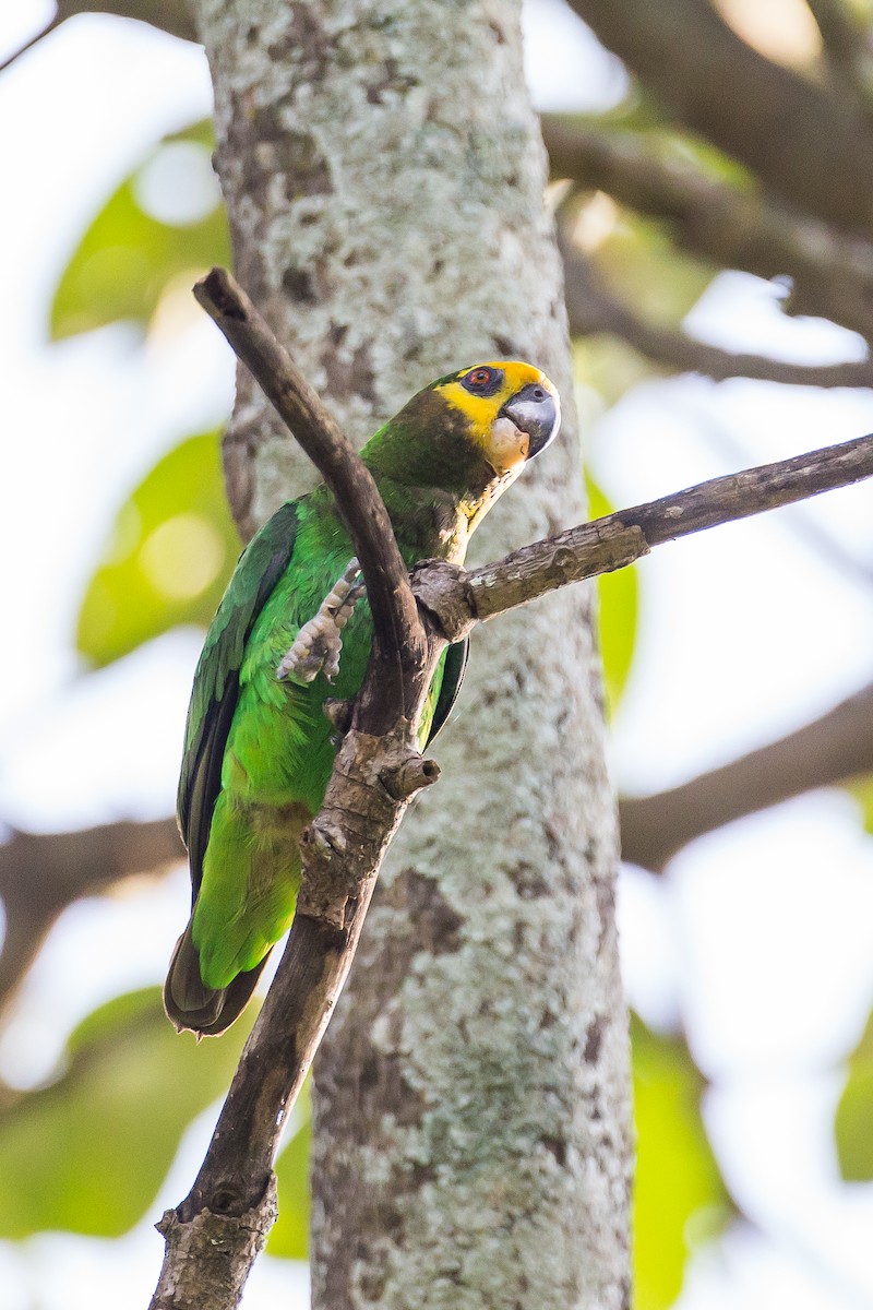 Yellow-fronted Parrot - ML616724539