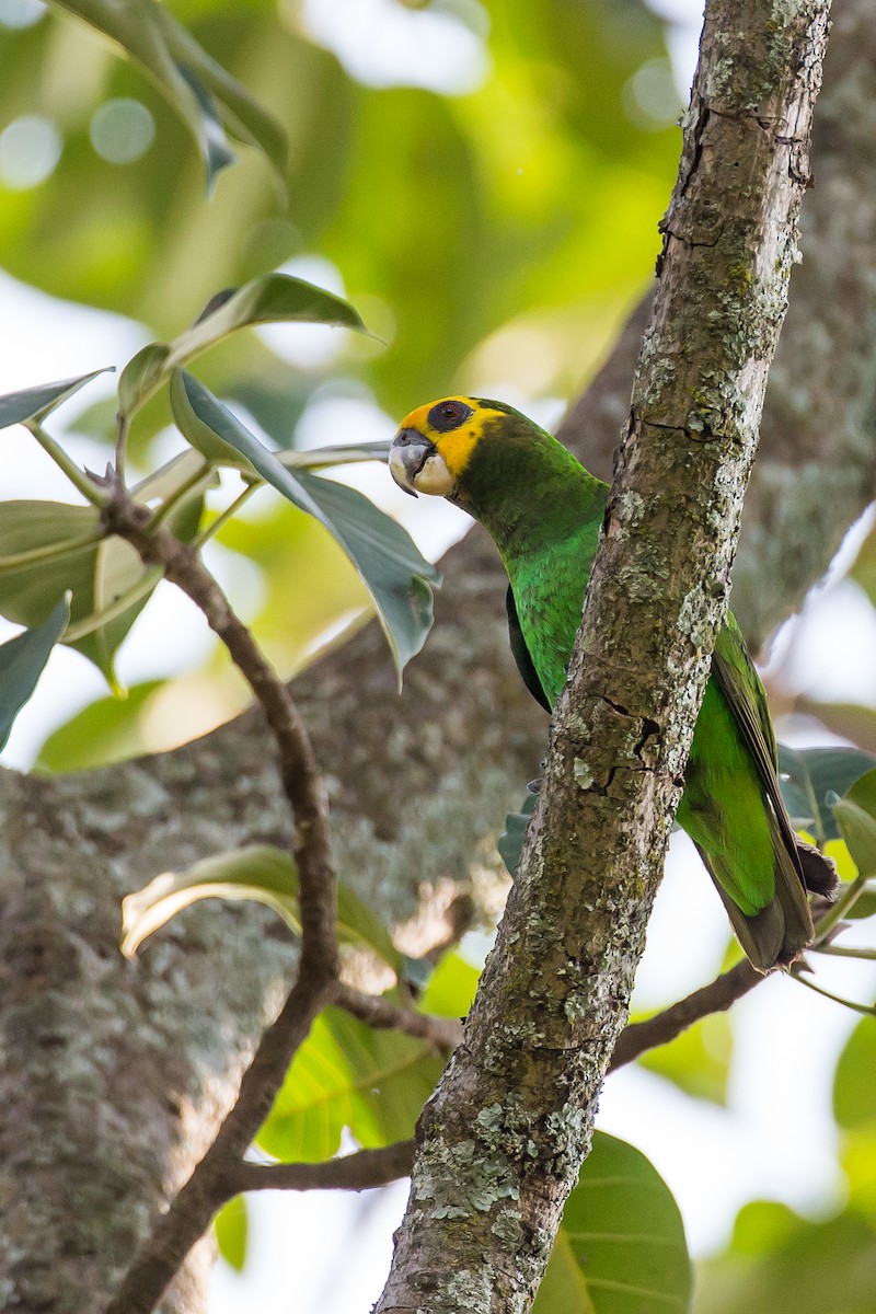Yellow-fronted Parrot - ML616724540