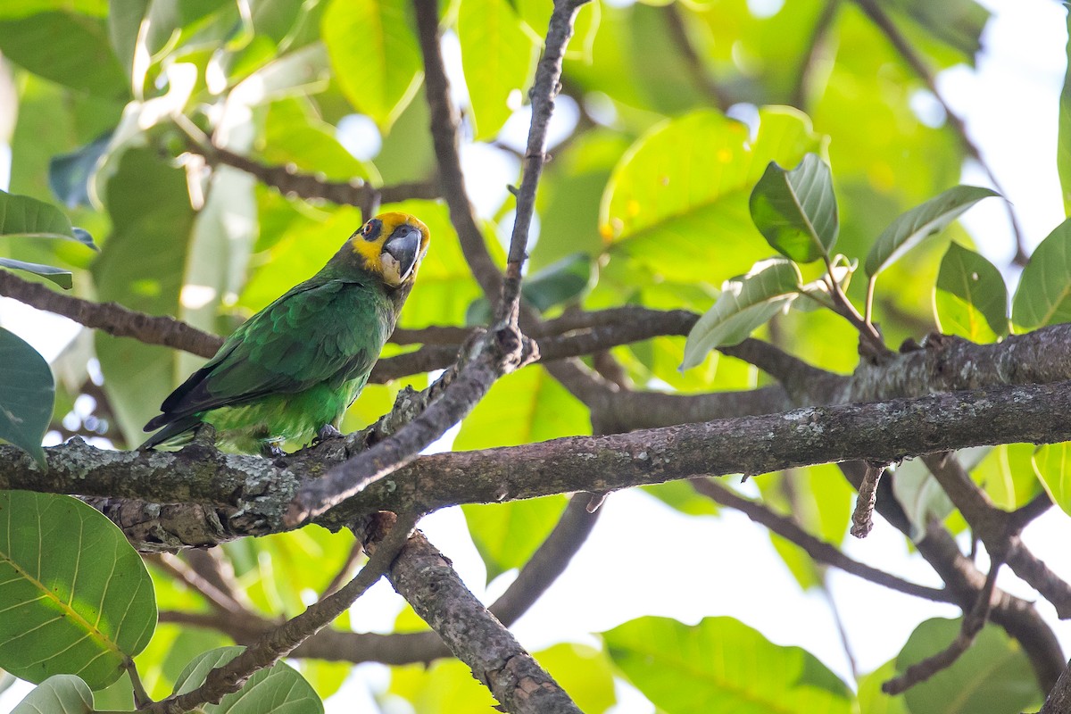 Yellow-fronted Parrot - ML616724594
