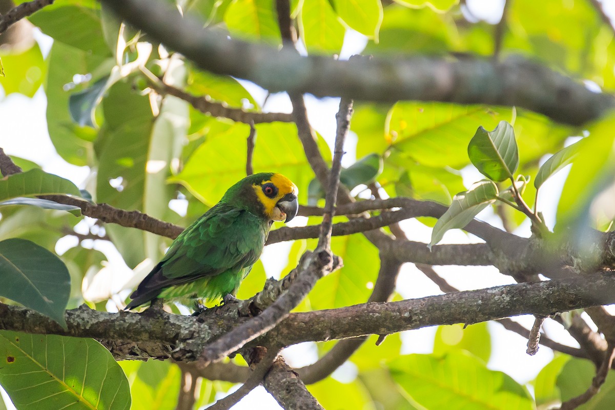 Yellow-fronted Parrot - ML616724596