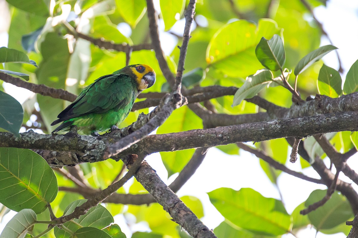 Yellow-fronted Parrot - ML616724597
