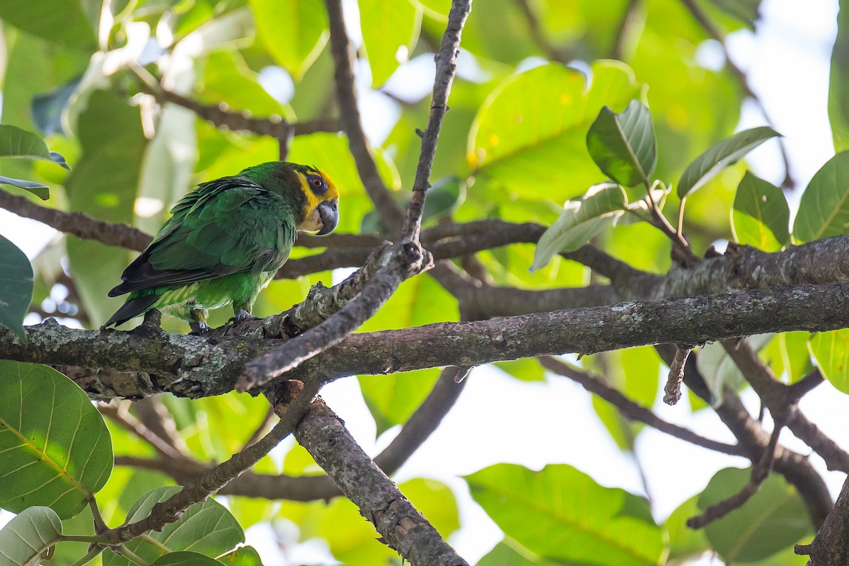 Yellow-fronted Parrot - ML616724600