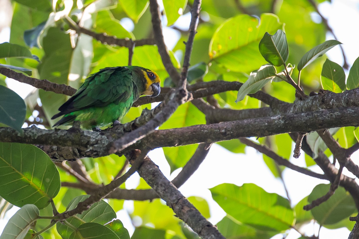 Yellow-fronted Parrot - ML616724601