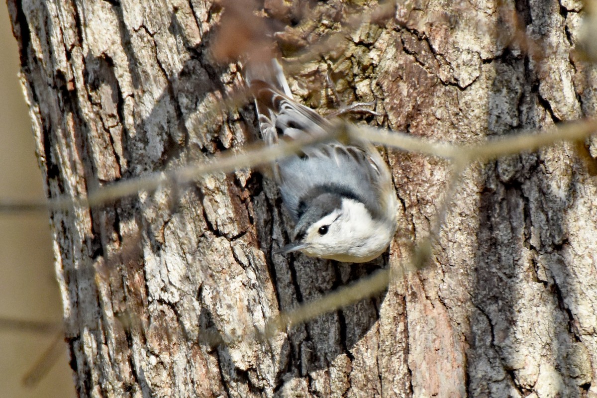 White-breasted Nuthatch (Eastern) - ML616724609