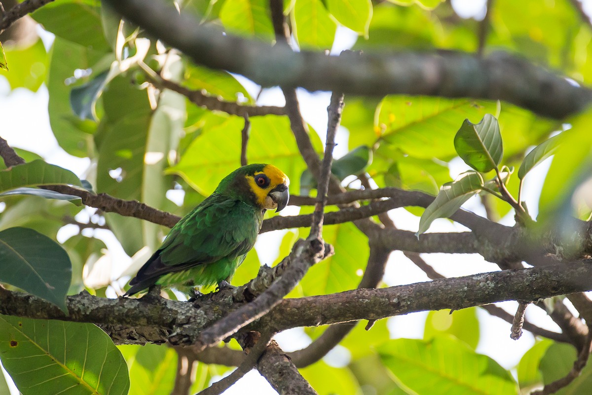 Yellow-fronted Parrot - ML616724615
