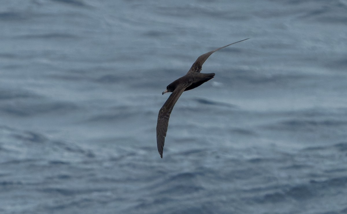 Flesh-footed Shearwater - ML616724626