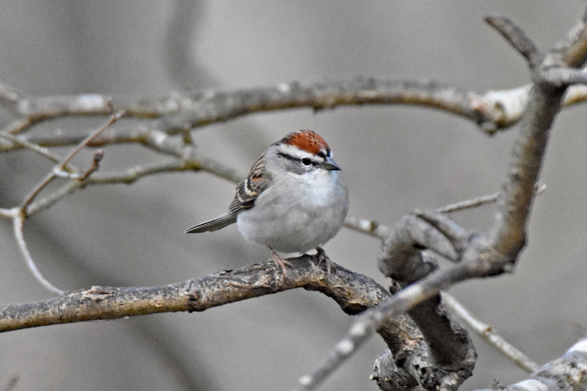 Chipping Sparrow - ML616724637