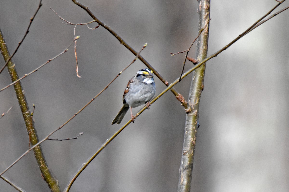 White-throated Sparrow - ML616724662