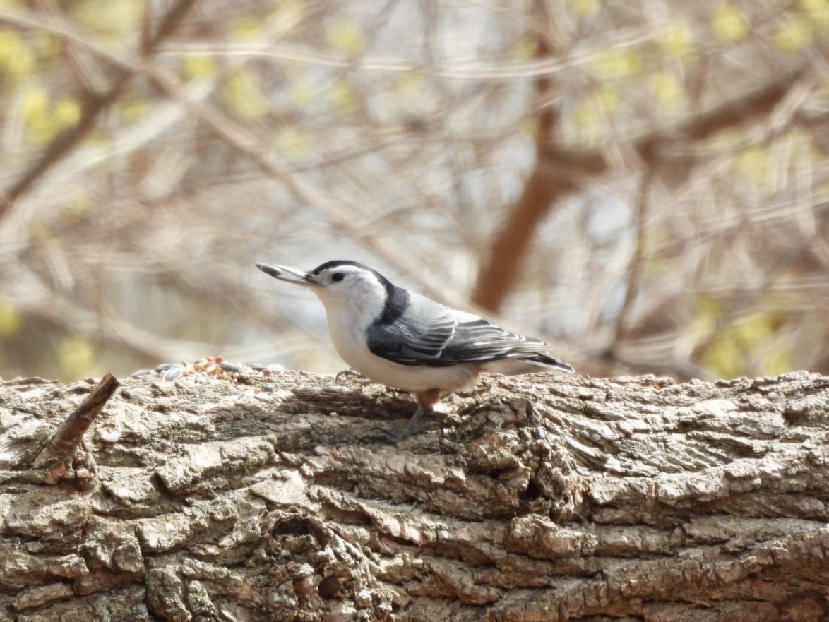 White-breasted Nuthatch - ML616724683