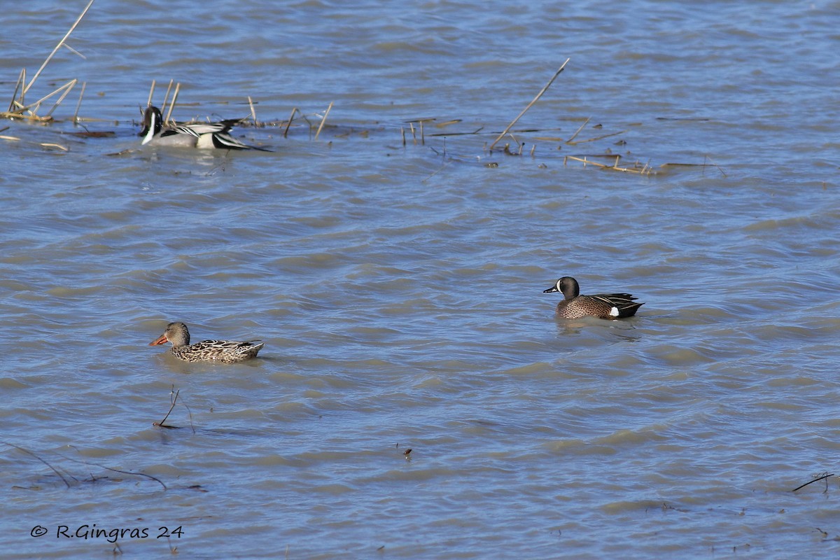 Blue-winged Teal - ML616724734