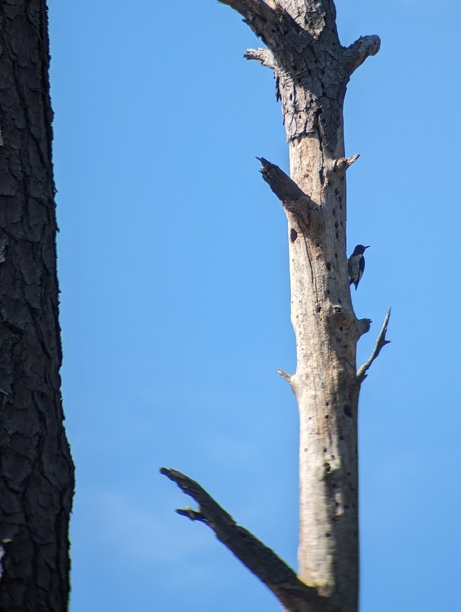Red-headed Woodpecker - ML616724835