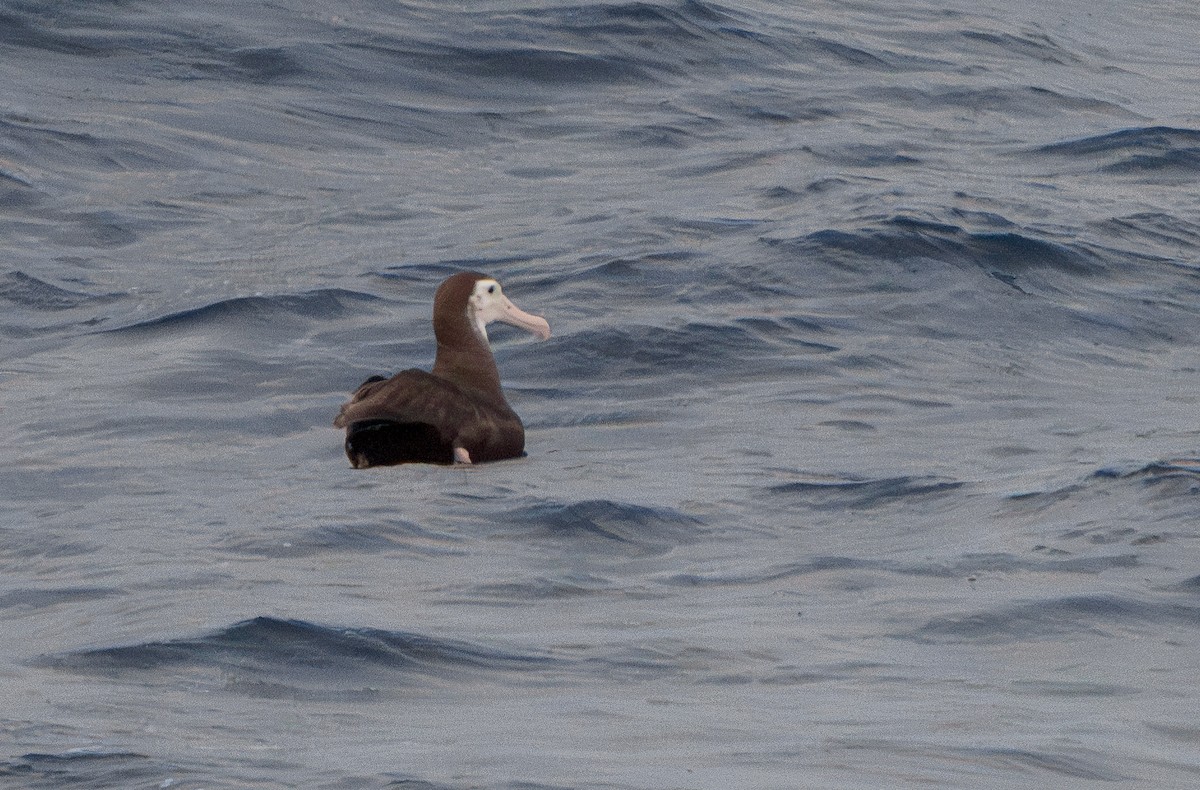 Albatros hurleur, A. de Tristan da Cunha ou A. des Antipodes - ML616725116