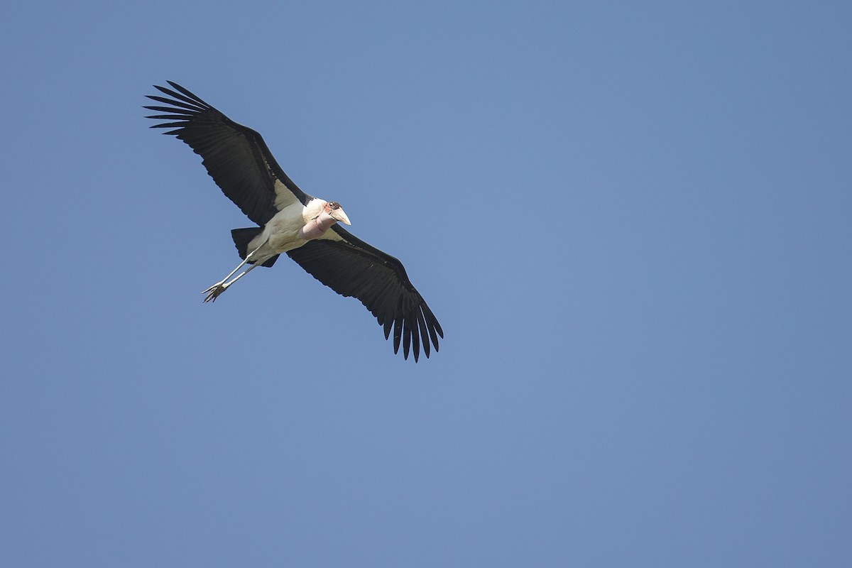 Marabou Stork - ML616725169