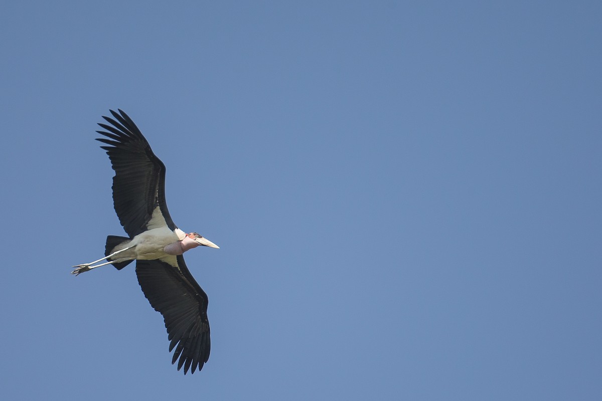 Marabou Stork - ML616725172