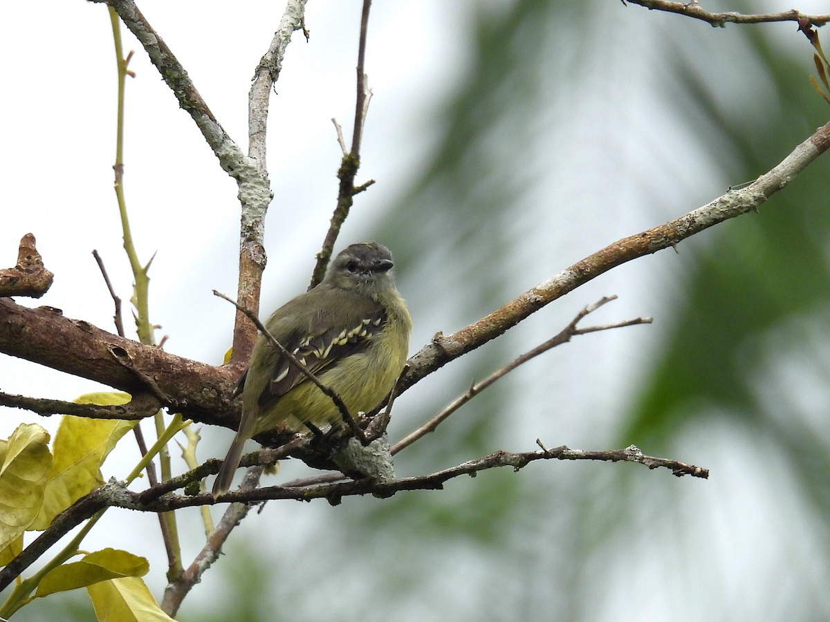 Yellow-crowned Tyrannulet - Cynthia Nickerson