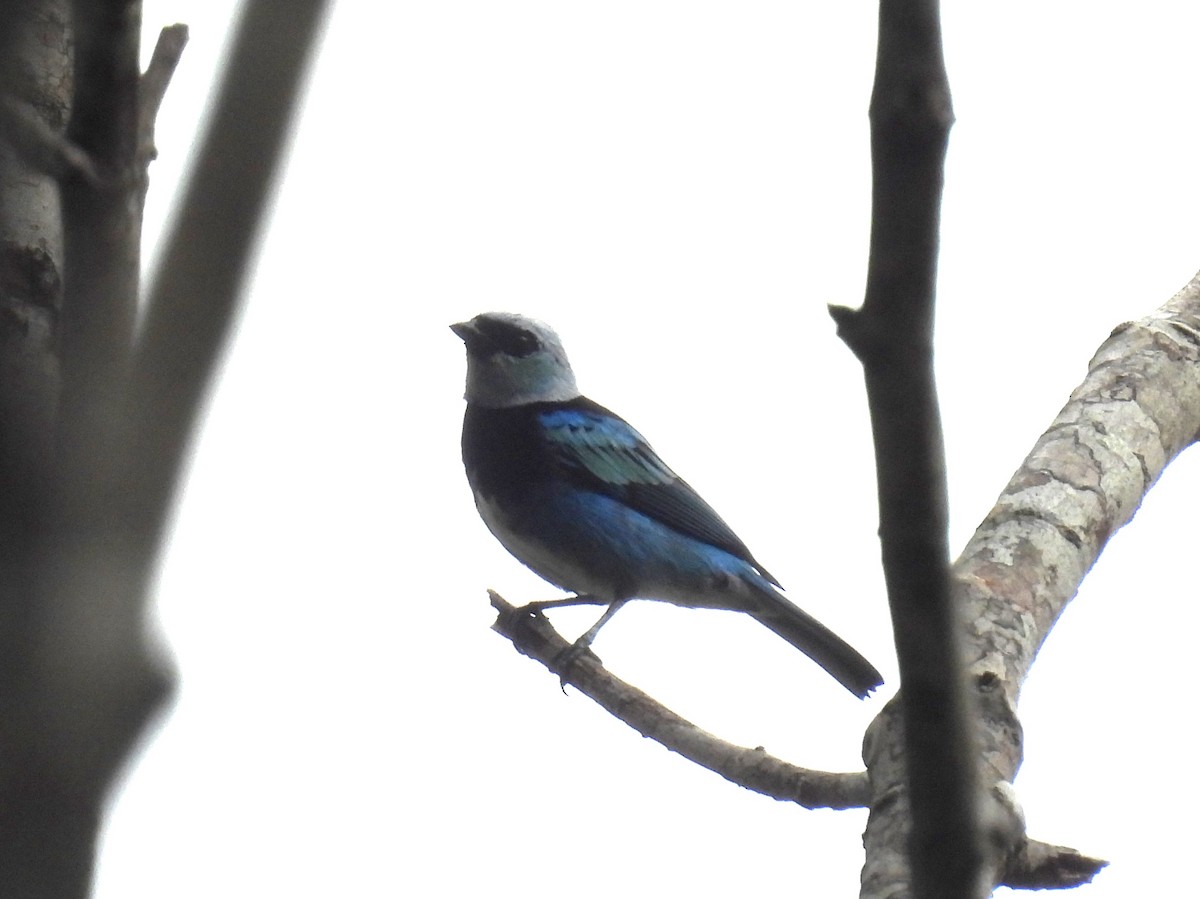 Masked Tanager - ML616725336