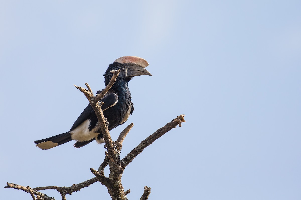 Silvery-cheeked Hornbill - Anonymous