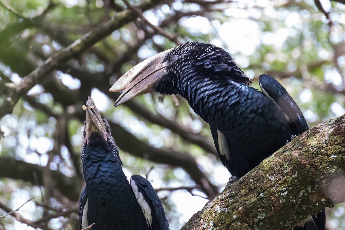 Silvery-cheeked Hornbill - Anonymous