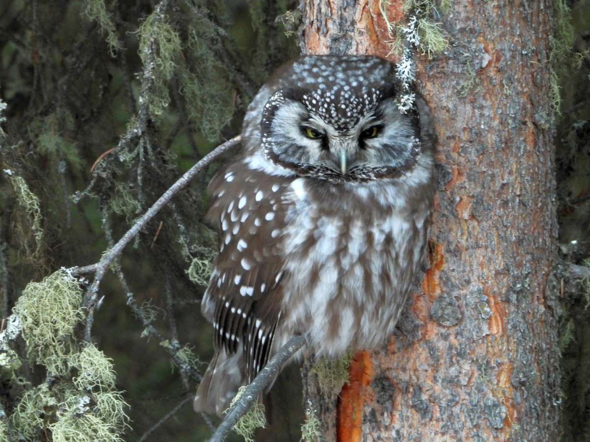 Boreal Owl - Gerald Frost