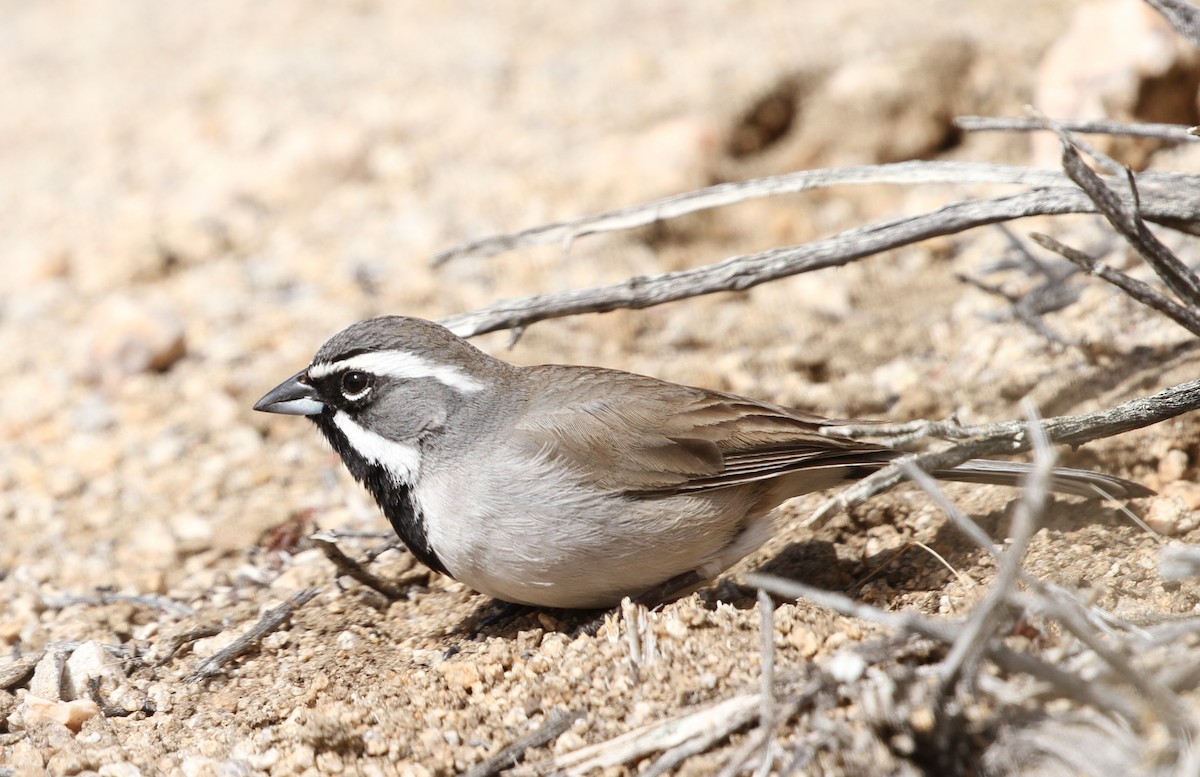 Black-throated Sparrow - ML616725472