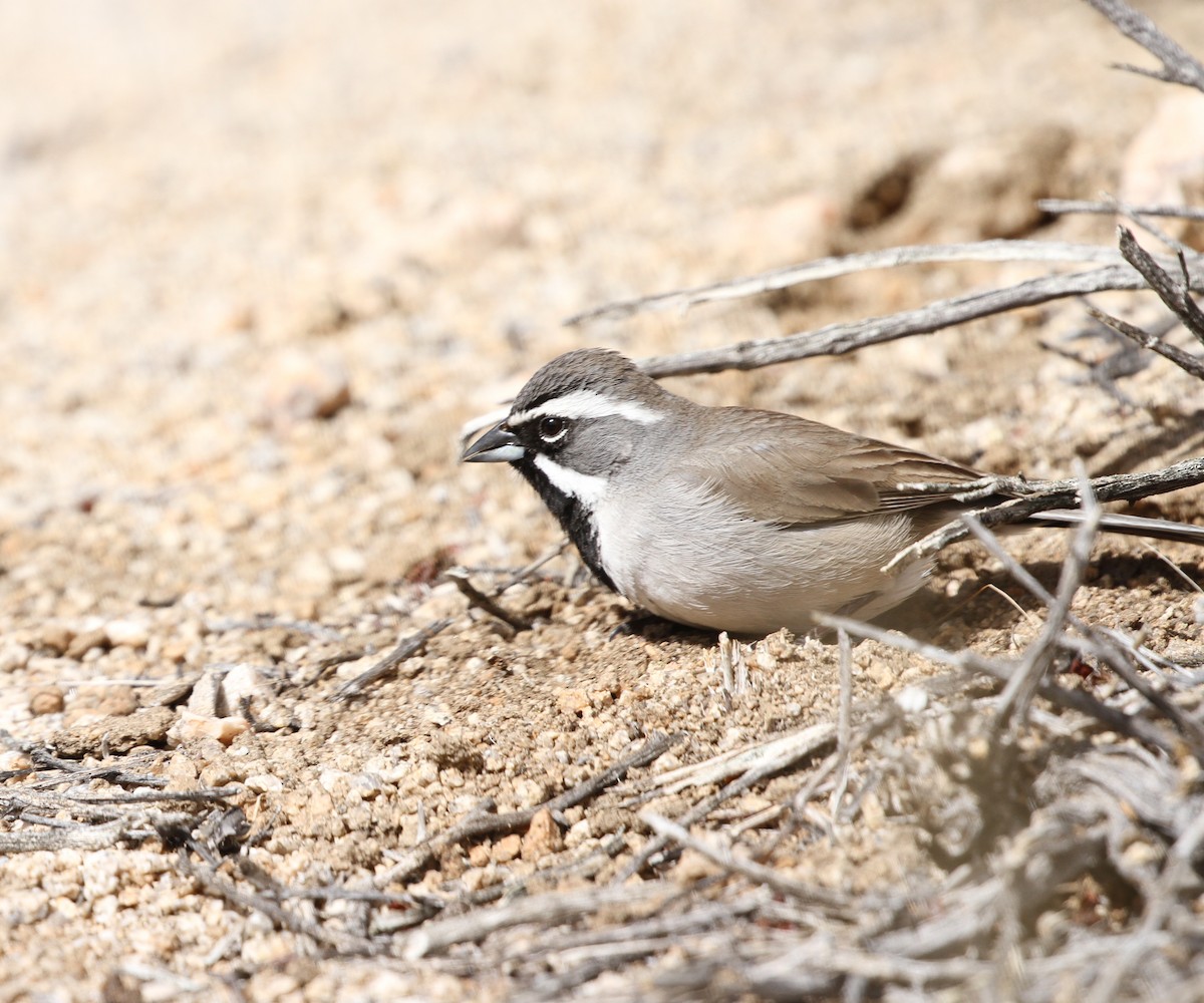 Black-throated Sparrow - ML616725476