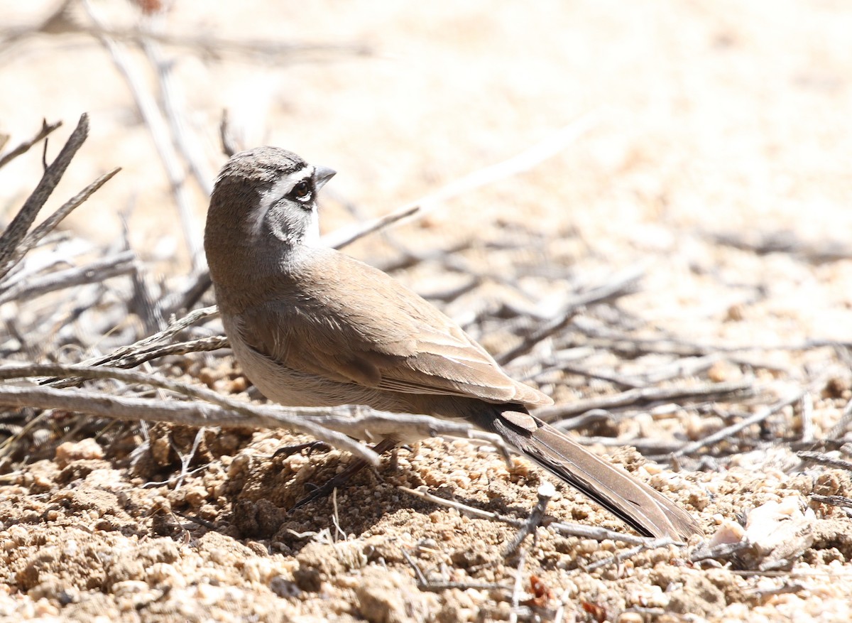 Black-throated Sparrow - ML616725485
