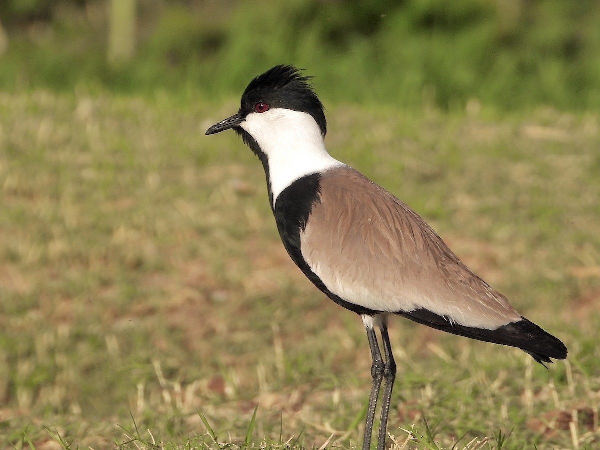 Spur-winged Lapwing - ML616725500