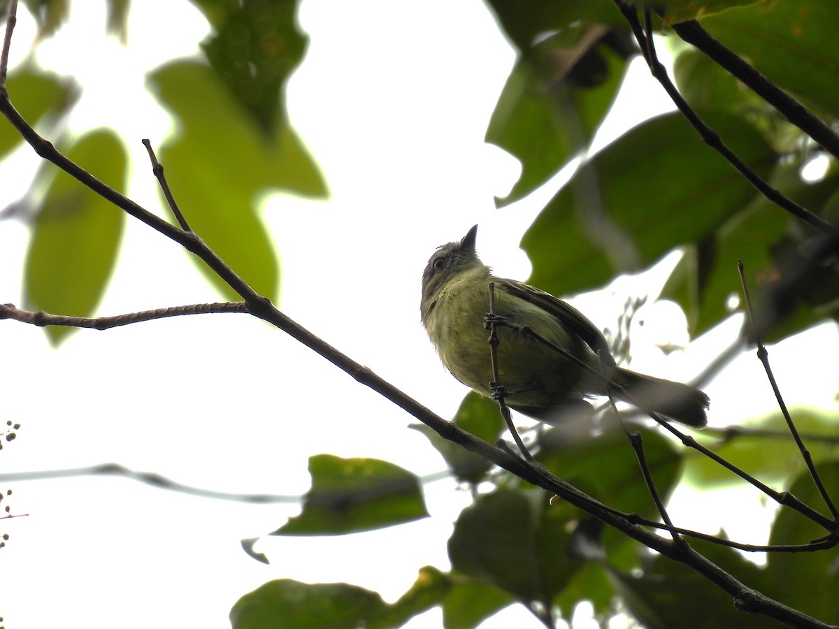 Slender-footed Tyrannulet - Cynthia Nickerson